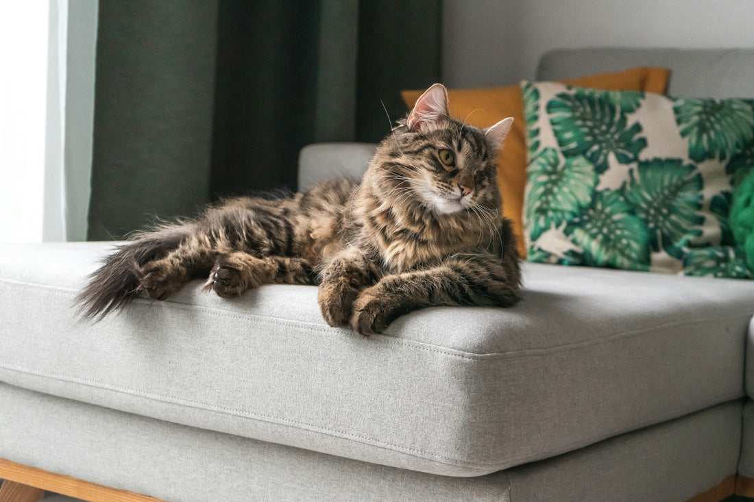 Designing a home that works for cats - and you