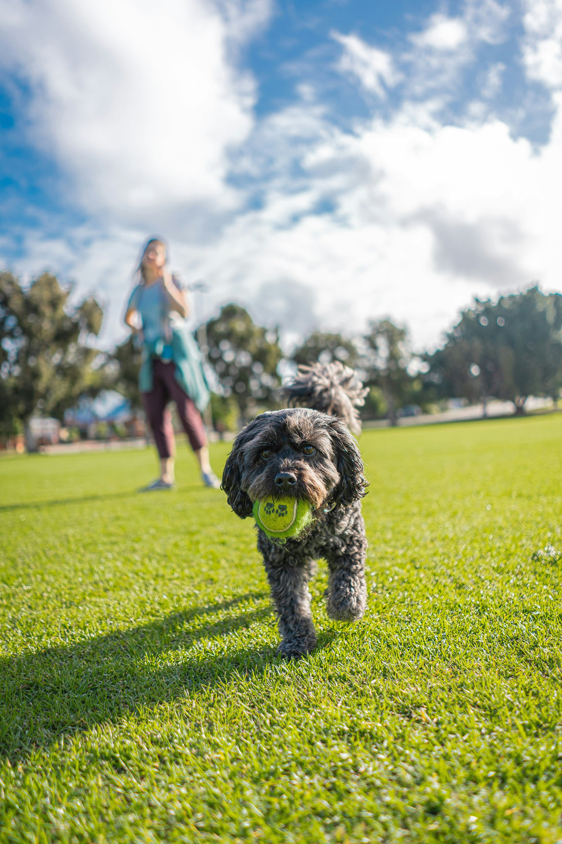 Why we stopped using treats for everything