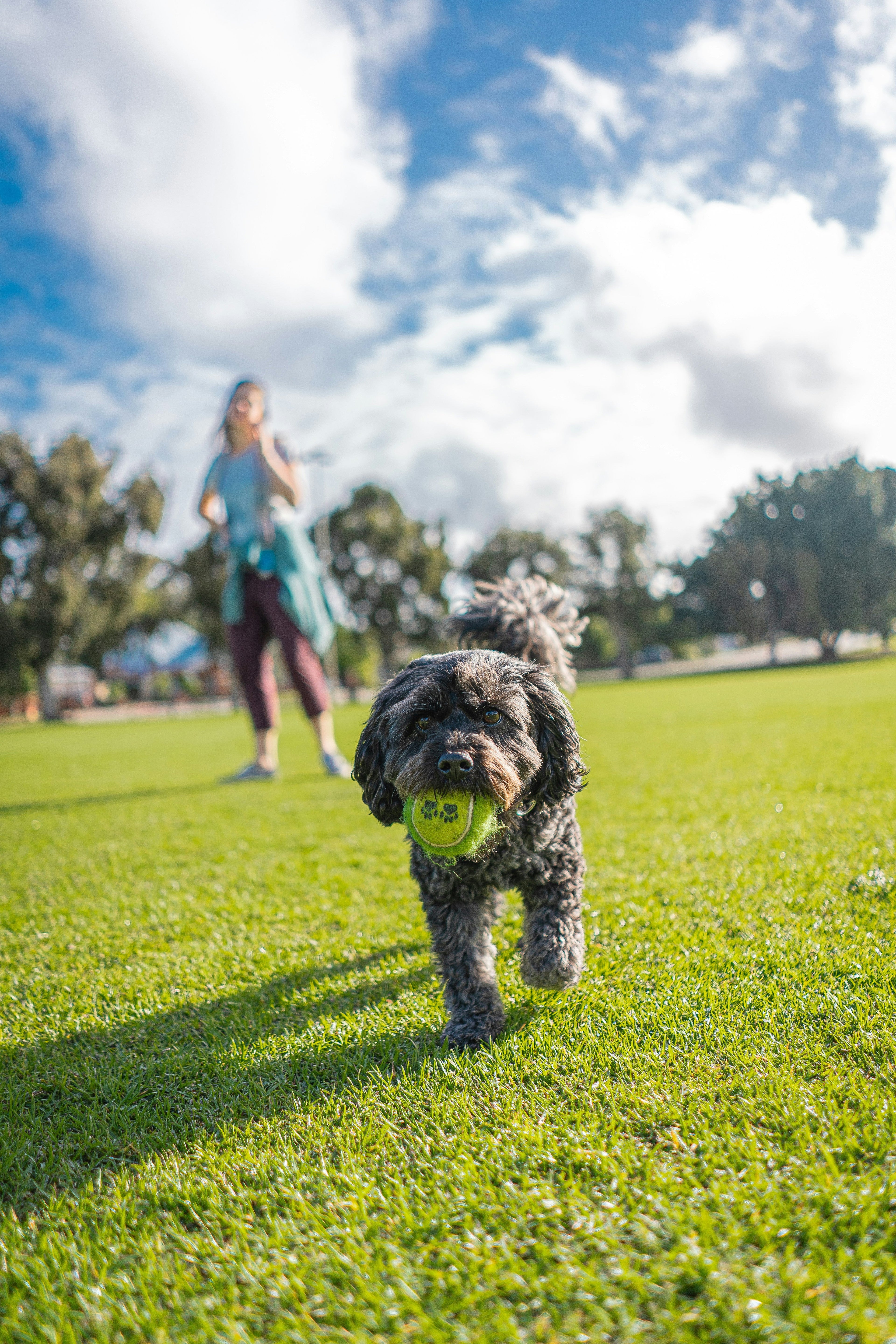 Why we stopped using treats for everything