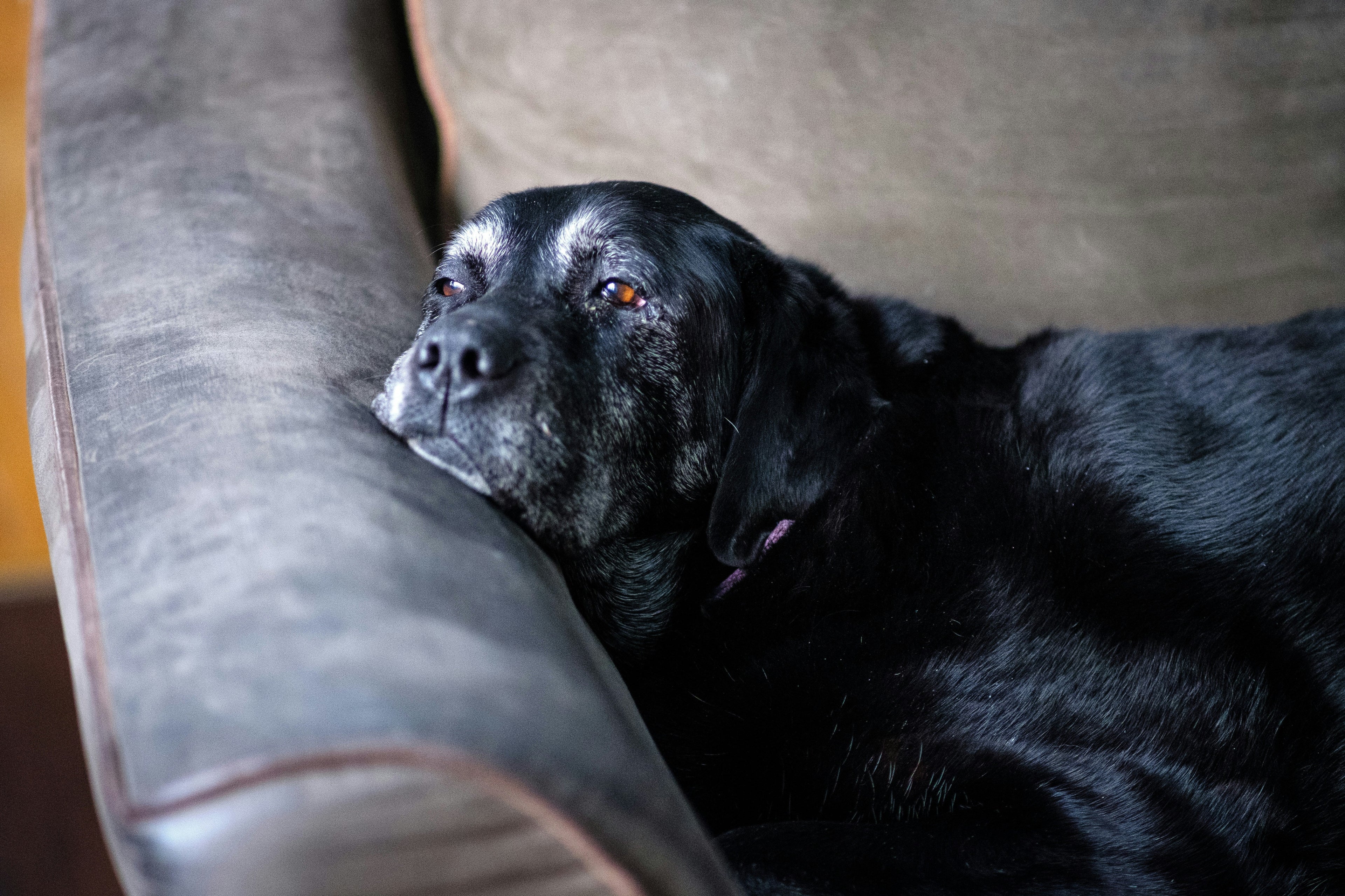 Senior pets: the seven things to start now