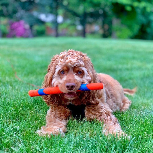 12-Inch Interactive Dog Fetch Stick – Durable Outdoor Dog Toy for Fetch Games, High Visibility, Suitable for All Breed Sizes