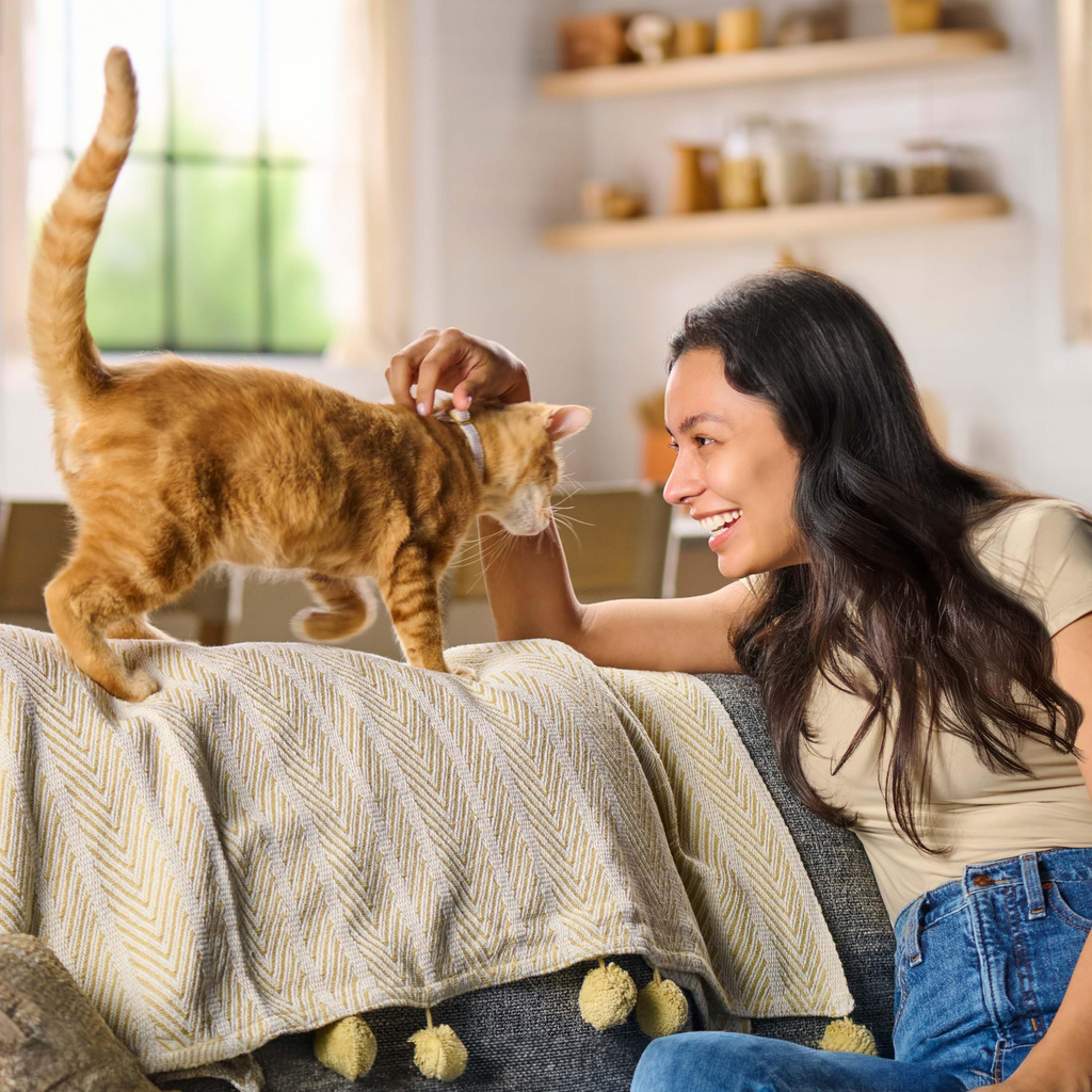 Original Choice Dry Cat Food for Adult Cats – Complete & Balanced Nutrition with High-Quality Protein, 6.3 lb Bag