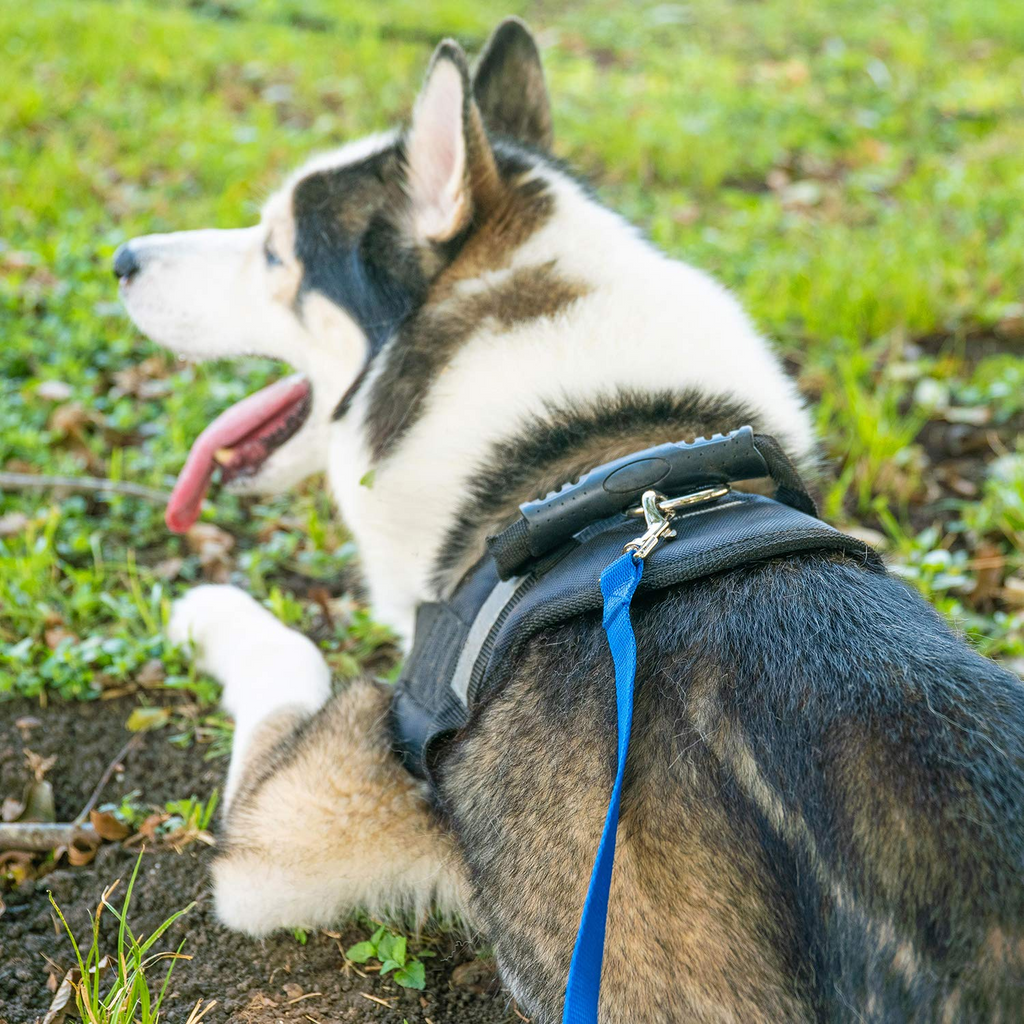 Long Dog Training Leash 30 ft, Nylon Recall Training Lead with Swivel Bolt Snap, 3/4 in Wide for Obedience Training, Hiking, Camping & Outdoor Play