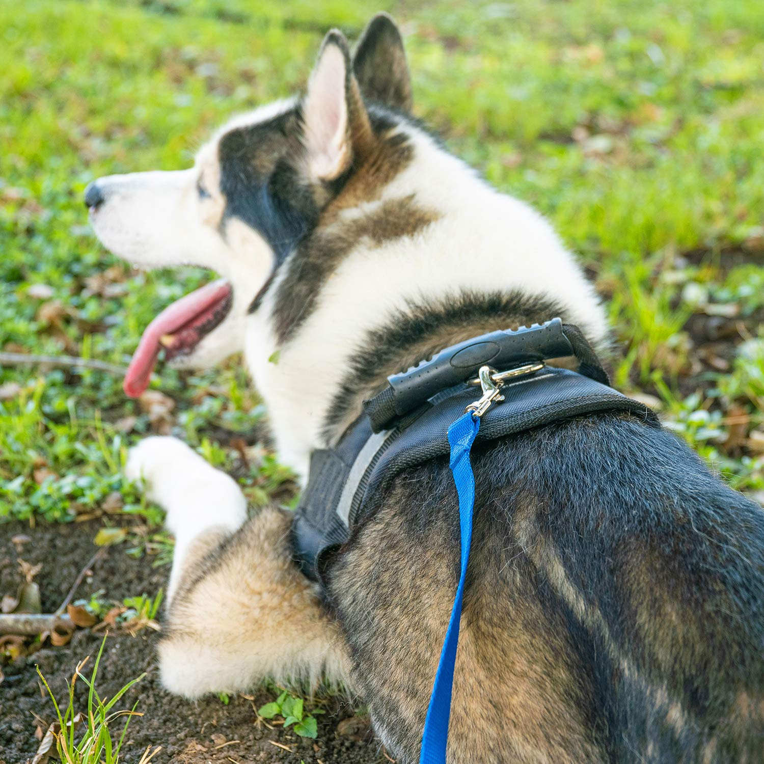Long Dog Training Leash 30 ft, Nylon Recall Training Lead with Swivel Bolt Snap, 3/4 in Wide for Obedience Training, Hiking, Camping & Outdoor Play
