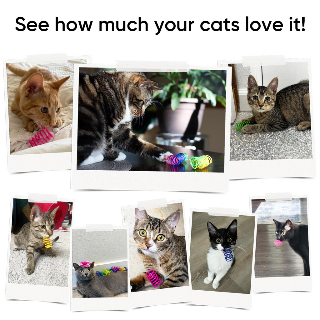 12 Pack Cat Spring Toys, Colorful Durable Plastic Spiral Springs for Indoor Cats & Kittens, Interactive Chase and Swat Toy Set