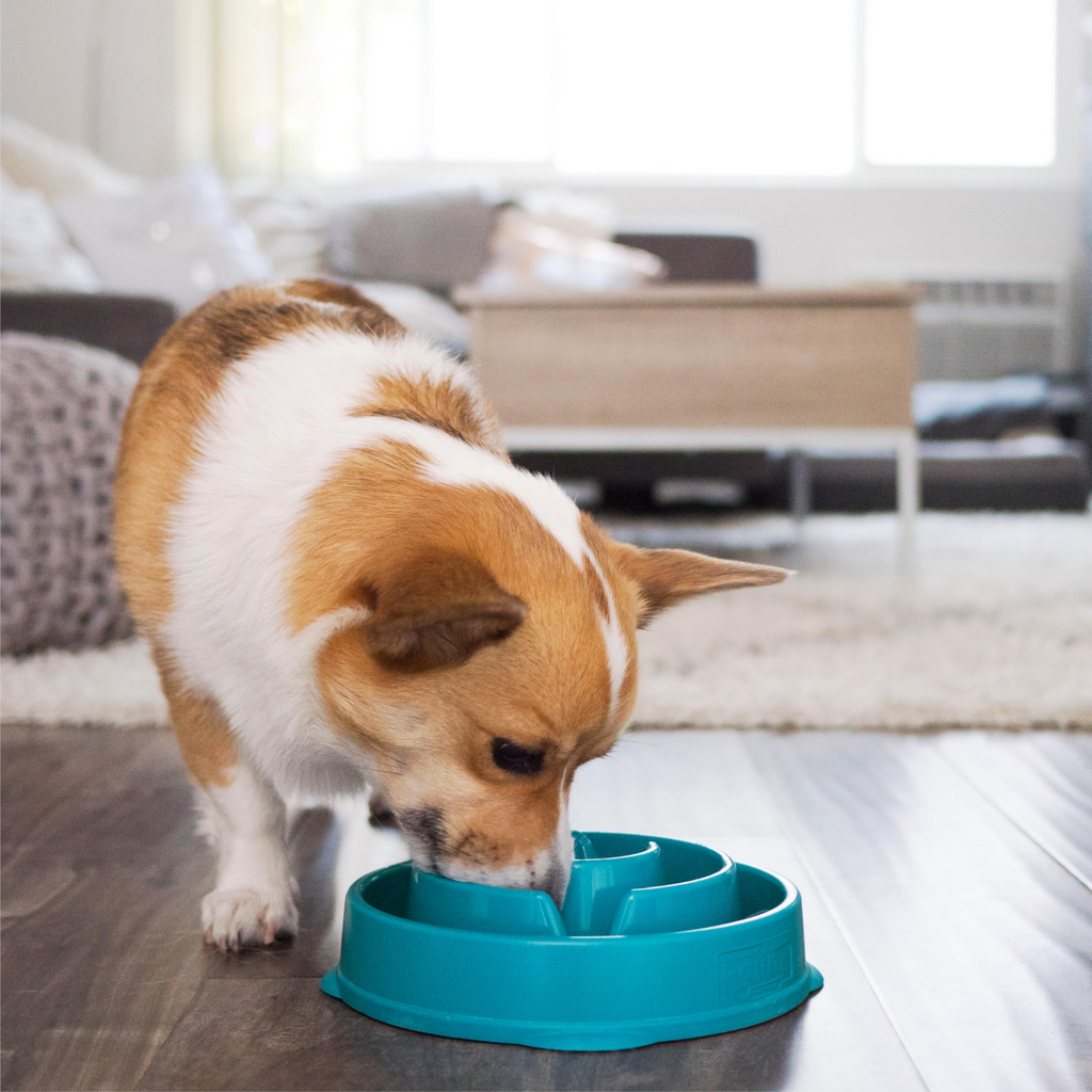 Slow Feeder Dog Bowl 2 Cup Capacity – Non-Slip Puzzle Feeding Bowl for Small & Medium Dogs and Cats, Food-Safe, Turquoise