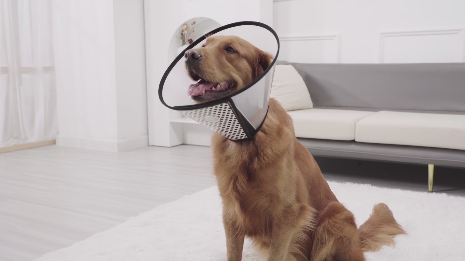 Soft Dog Recovery Cone Collar, Adjustable Elizabethan E Collar for Dogs & Cats, Post-Surgery Wound Protection, White & Black
